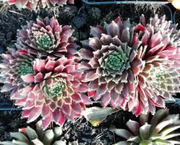 Sempervivum 'Silberkarneol'