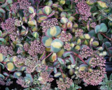 Sedum sieboldii 'Mediovariegatum'