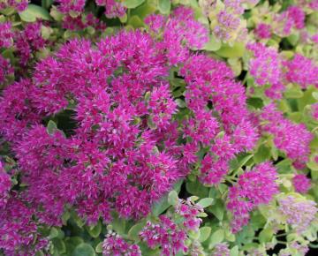 Sedum spectabile 'Meteor'