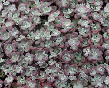Sedum spathulifolium 'Purpureum'