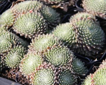 Sempervivum 'Sprite'