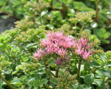 Sedum spurium 'Coccineum'