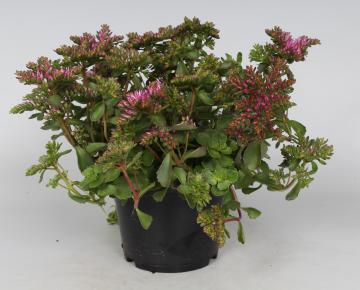 Sedum spurium 'Purpurteppich'