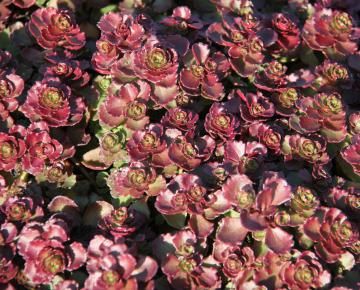 Sedum spurium 'Purpur Winter'