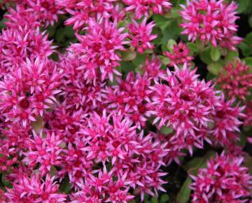 Sedum spurium 'Schorbuser Blut'
