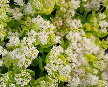 Sedum spectabile 'Stardust'