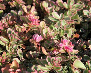 Sedum spurium 'Variegatum' ('Tricolor')