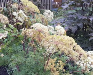 Selinum tenuifolium (wallichianum)