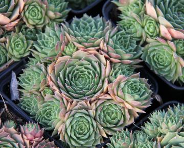 Sempervivum 'Triste'