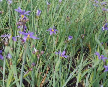 Sisyrinchium angustifolium (bellum)
