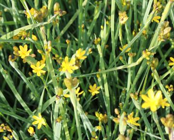 Sisyrinchium californicum