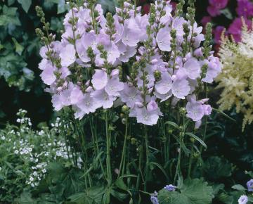 Sidalcea  'Little Princess' ®