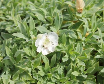 Silene maritima 'Weisskehlchen'