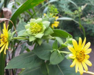 Silphium perfoliatum