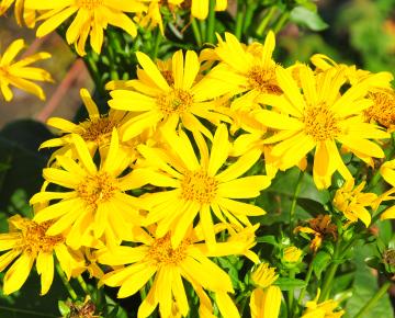 Silphium perfoliatum 'Maya'