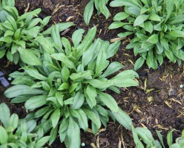 Silene schafta 'Splendens'