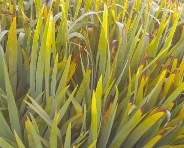 Sisyrinchium striatum