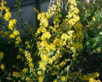 Solidago caesia