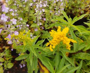 Solidago  'Golden Dwarf'