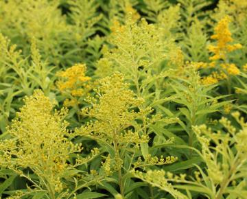 Solidago  'Golden Mosa'