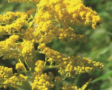 Solidago canadensis 'Goldkind'