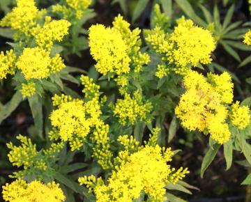 Solidago  'Laurin'
