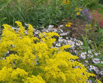 Solidago  'Loysder Crown'