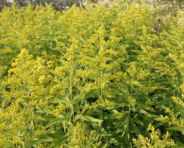 Solidaster luteus 'Lemore'