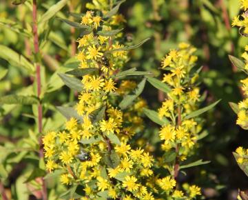 Solidago roanensis