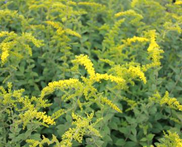 Solidago rugosa