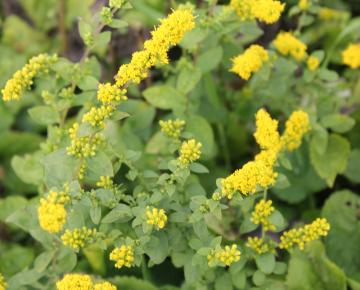 Solidago sphacelata 'Golden Fleece'