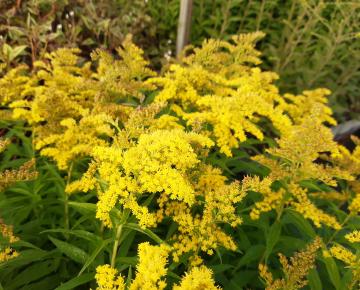 Solidago 'Strahlenkrone'
