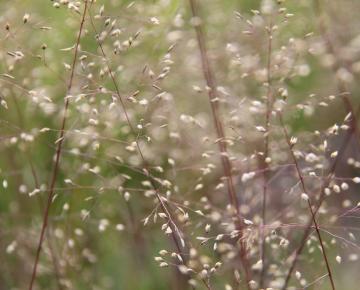 Sporobolus heterolepis 'Blue Fog'