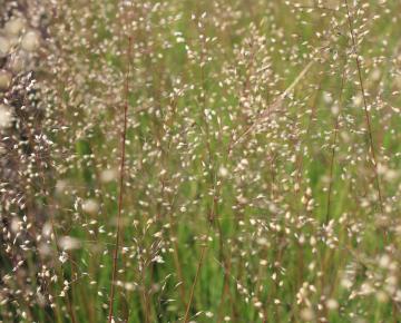 Sporobolus heterolepis 'Cloud'
