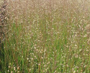 Sporobolus heterolepis