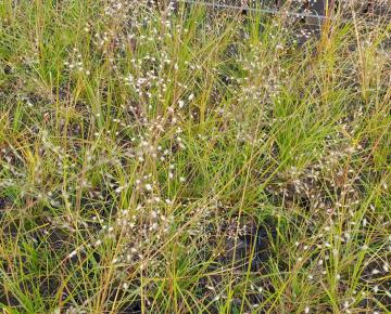 Sporobolus heterolepis 'Wisconsin Strain'