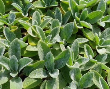 Stachys byzantina 'Big Ears' (Hélene Von Stein)