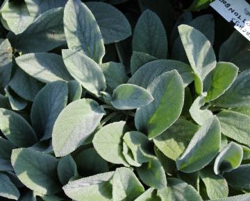 Stachys byzantina 'Cotton Ball'