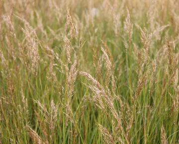 Stipa calamagrostis 'Algäu'