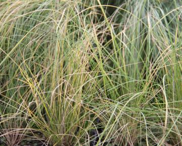 Stipa capillata 'Brautschleier'