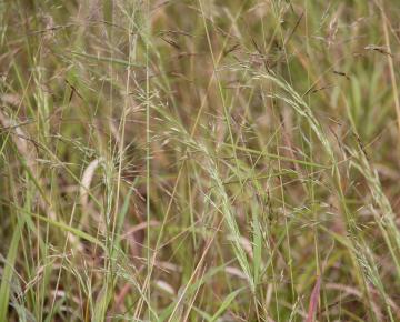 Stipa extremiorientalis