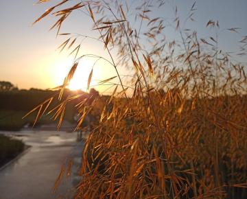 Stipa gigantea