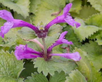 Stachys grandiflora 'Superba'