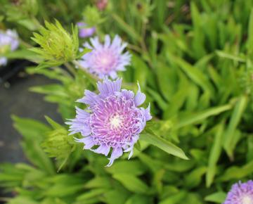 Stokesia laevis