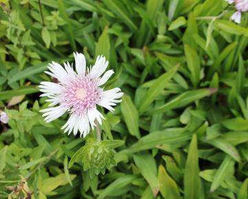 Stokesia laevis 'Alba'