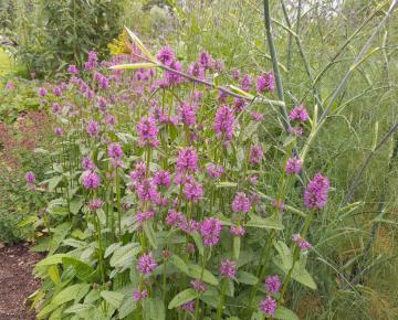 Stachys monnieri 'Hummelo'