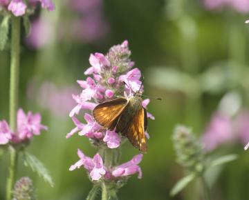 Stachys officinalis