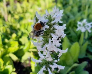 Stachys officinalis 'Summer Snowcone' ®