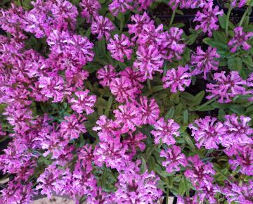 Stachys officinalis 'Ukkie'