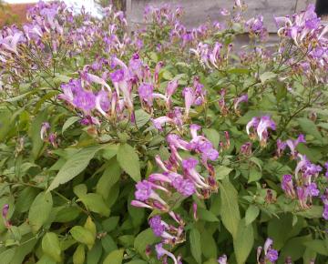 Strobilanthes rankanensis (penstemonoides)